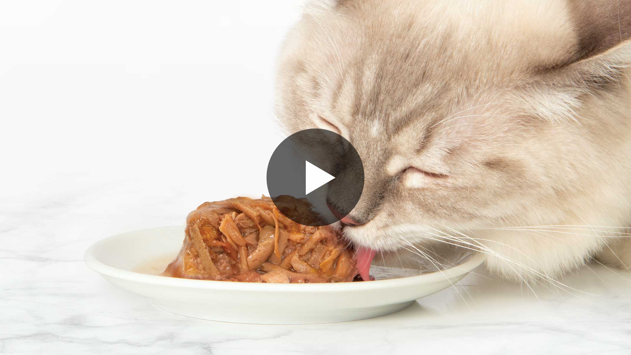 Catit Dinner video