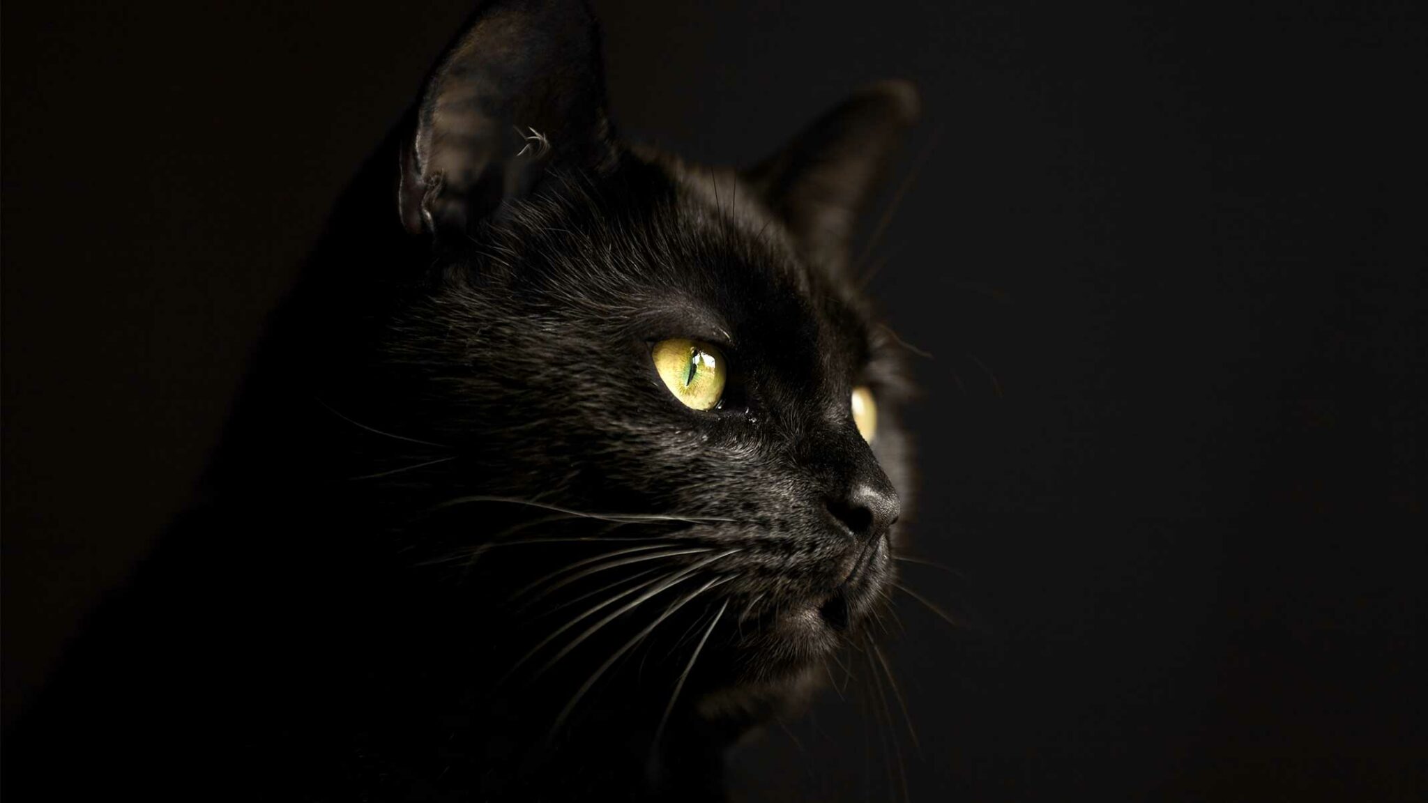 Black cats – why are they considered bad luck? - Catit