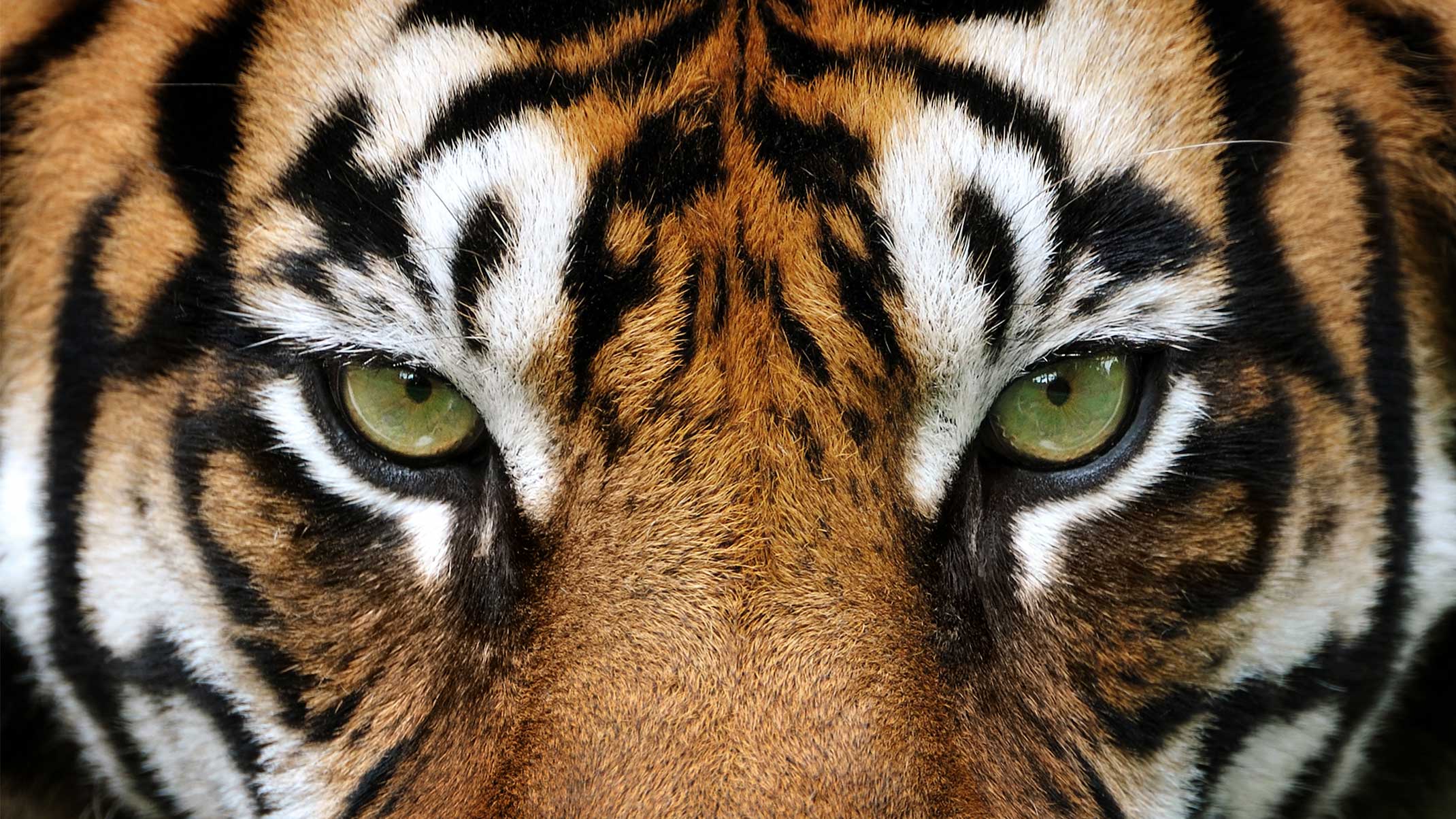 10 surprising tiger facts that will make you love these big cats even more!  - Catit