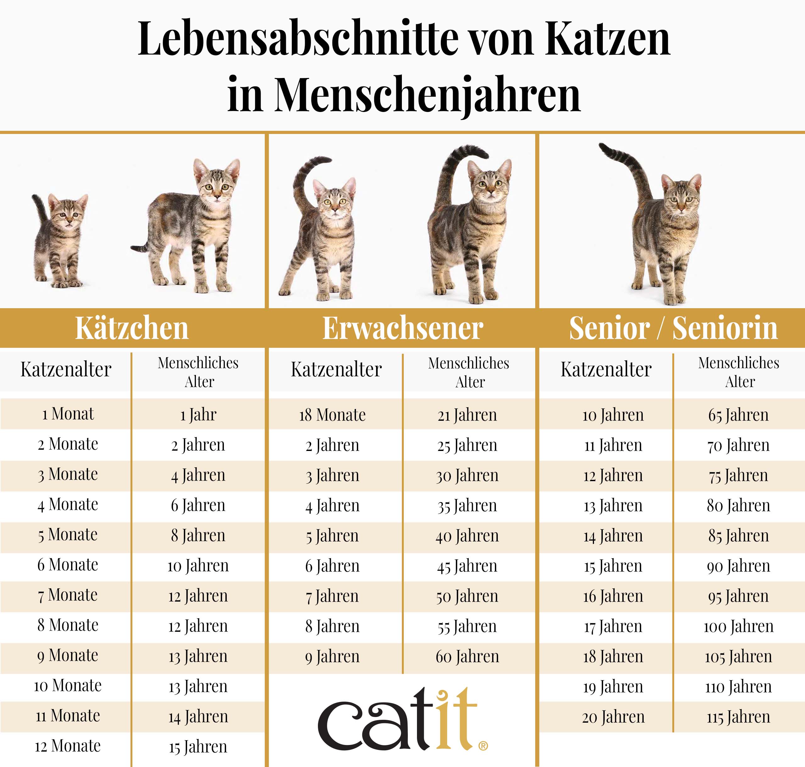 Lebensabschnitte van Katzen in Menschenjahren