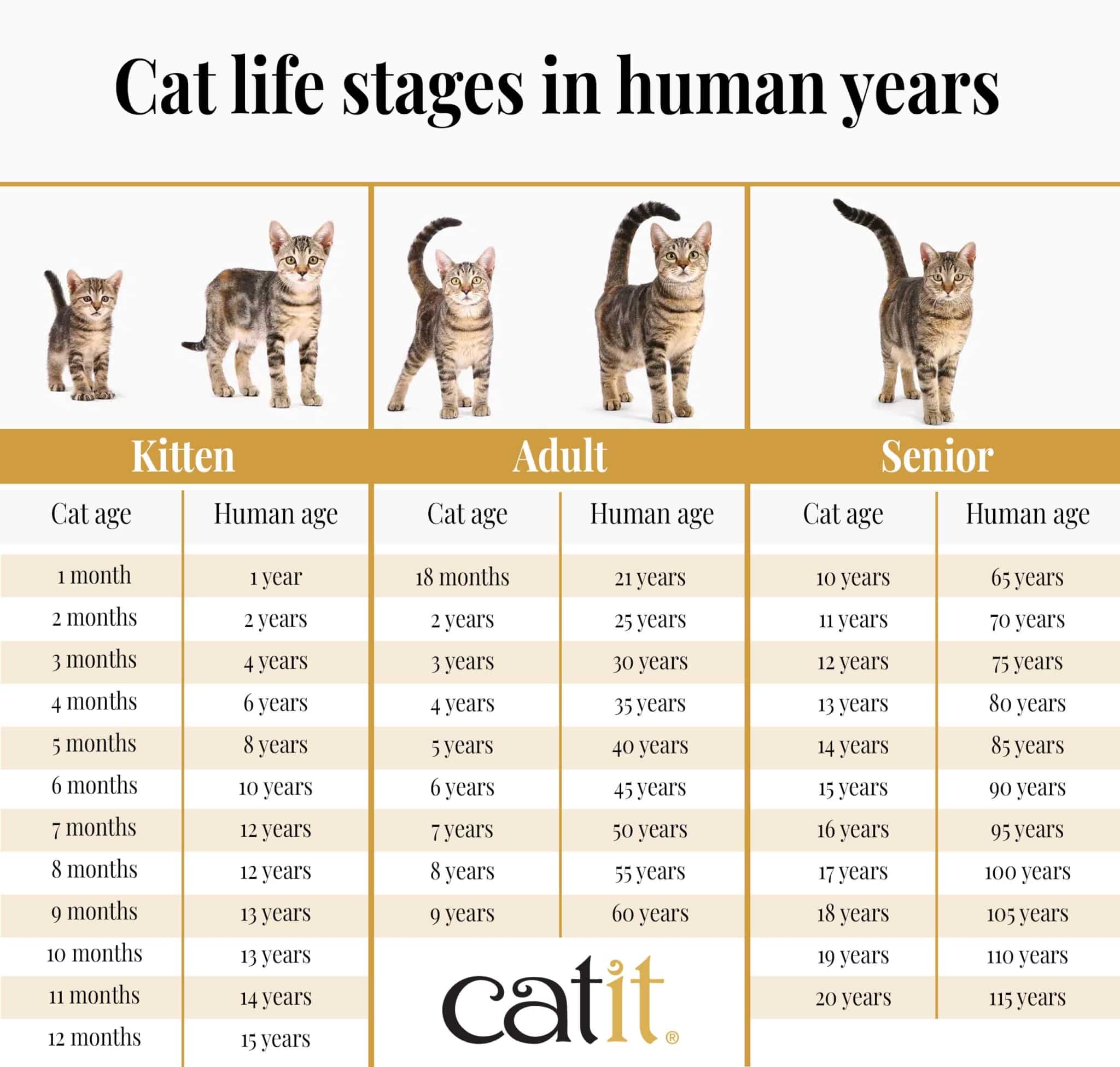 How old is my cat in human years? Cat life stages and what to expect ...