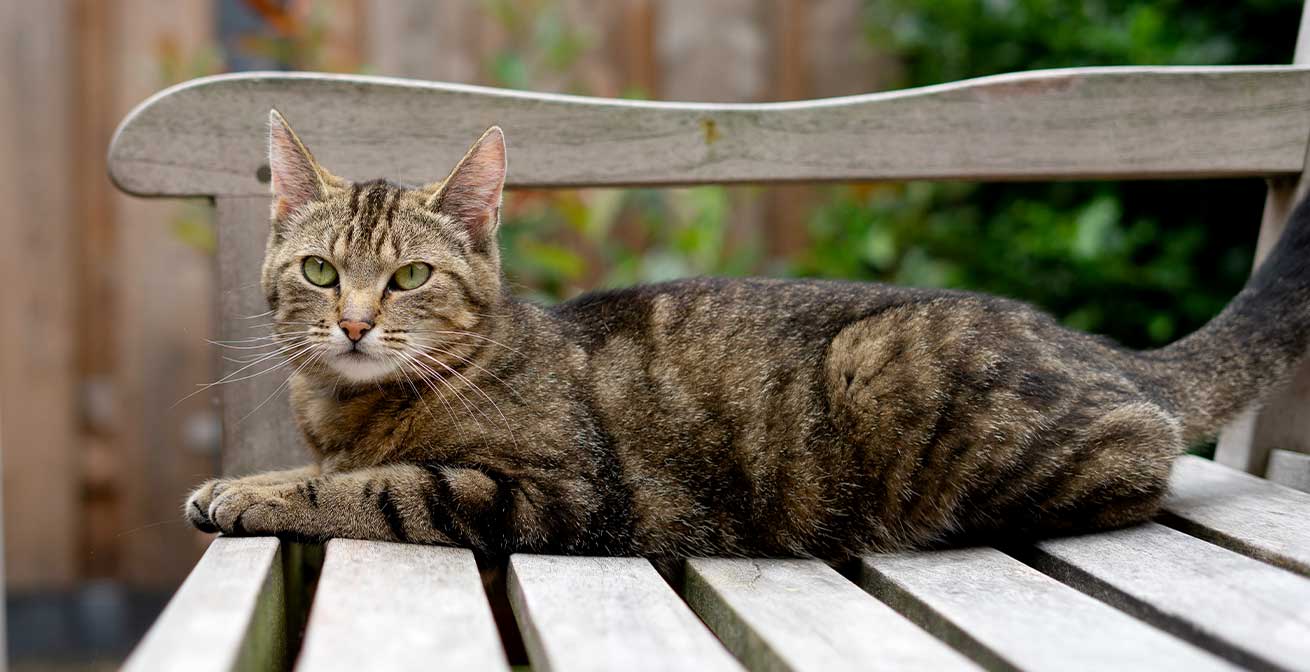 Animaux domestiques : Découvrez les nombreux avantages de l'herbe à chat et  les secrets de leur culture pour votre félin !