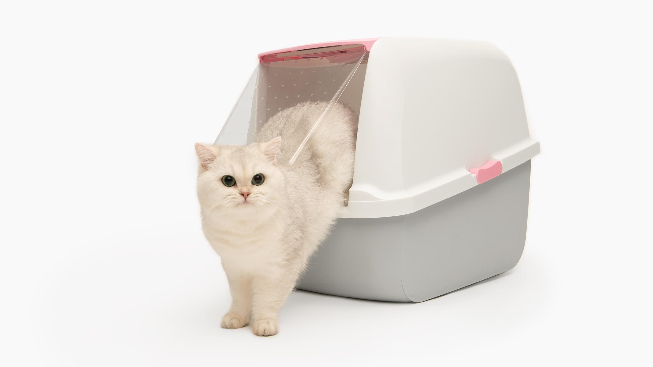 Choosing a New Litter Box for a Cat or a Kitten