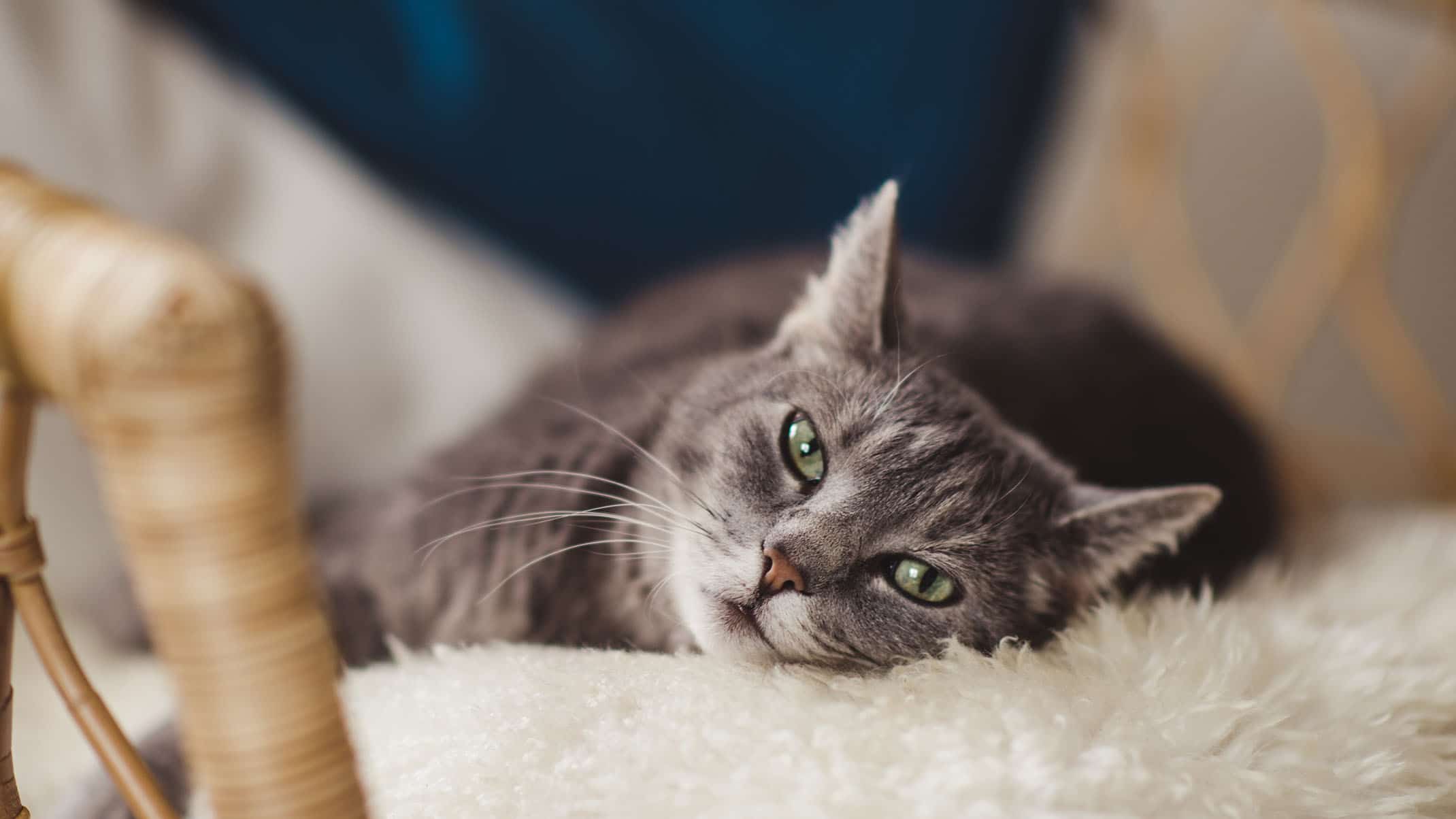 6 types of toys that prevent your cat from getting bored - Catit