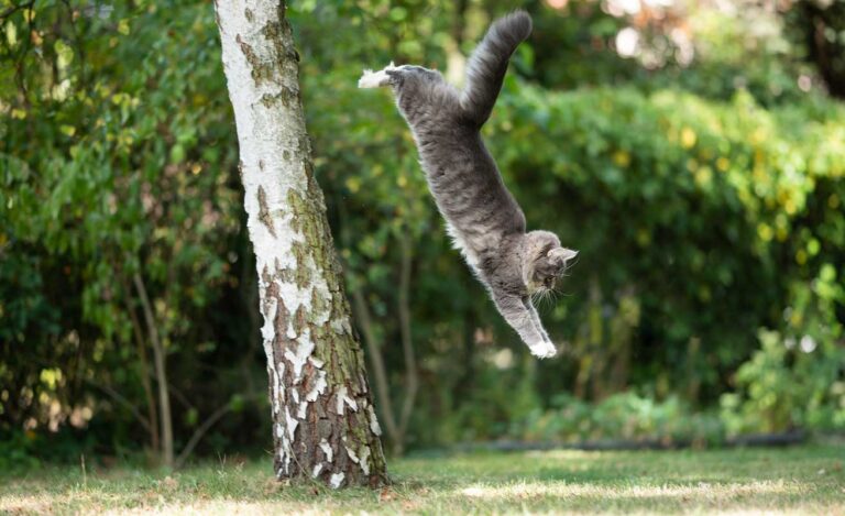 How do cats survive a fall from great heights? - Catit