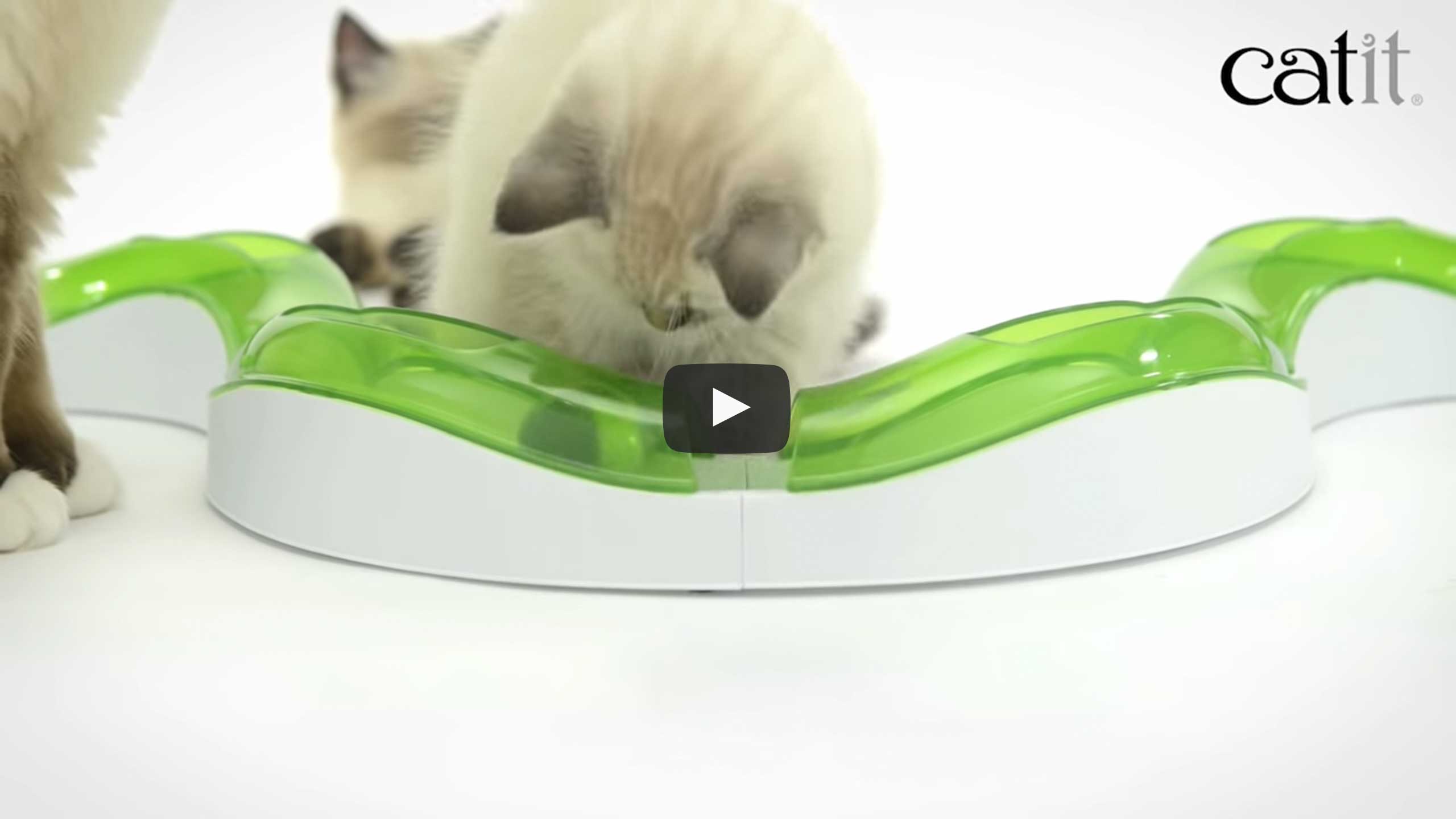 Keeping a kitten entertained with the Catit Circuit Ball Toy