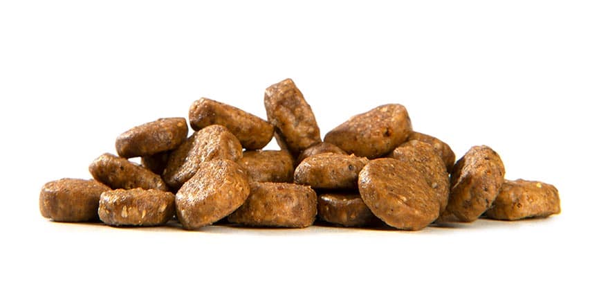Cat kibble made of insect protein that's palatable and easy to digest
