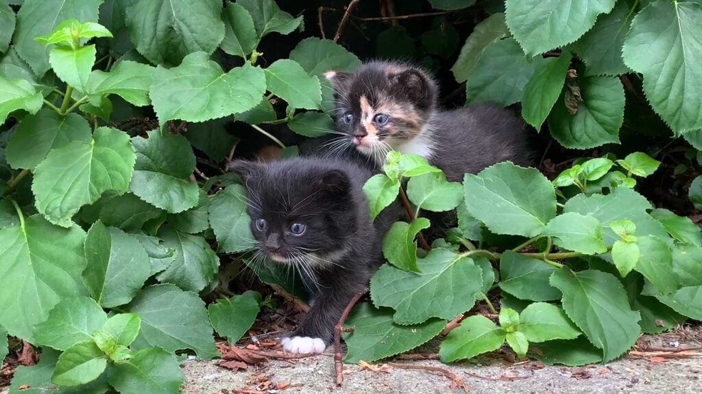 Historias de adopción: gatitos recién nacidos encontrados en el jardín