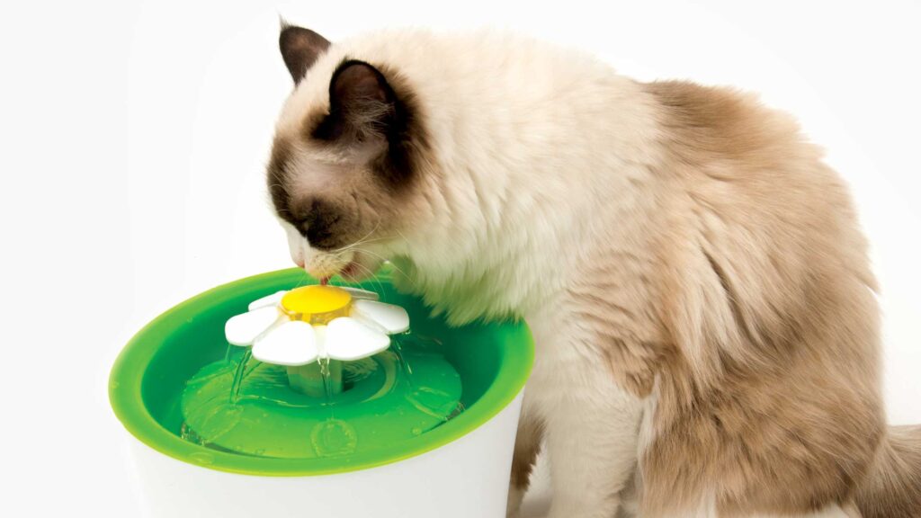 Getting Your Catit Flower Fountain Filter Ready For Use - Catit