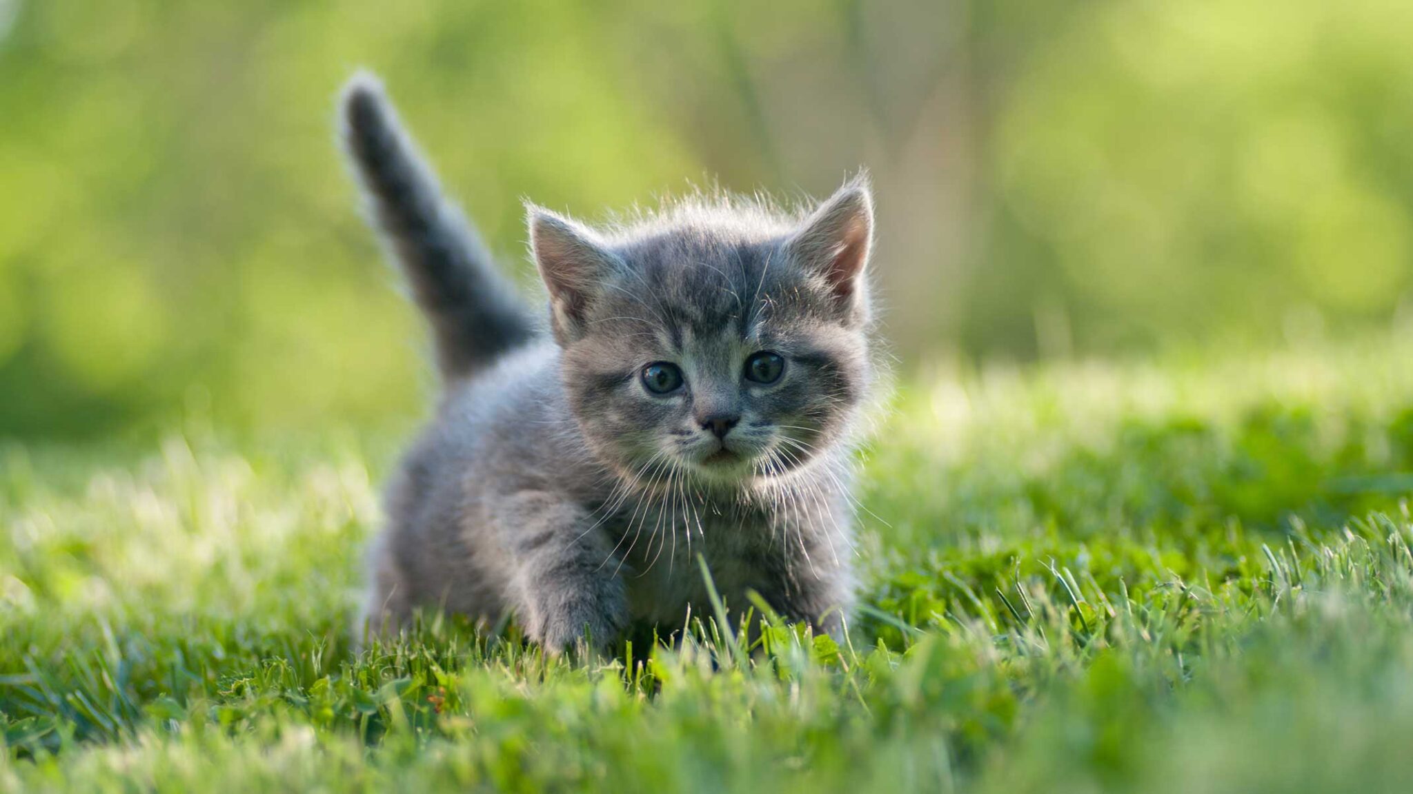 What to do when you find stray kittens Catit