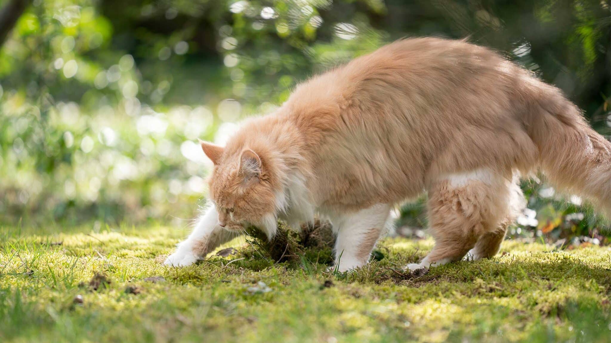 Why do cats bury their poop? Catit