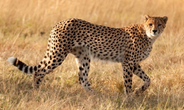 What’s the difference between Jaguars, leopards, and cheetahs? - Catit