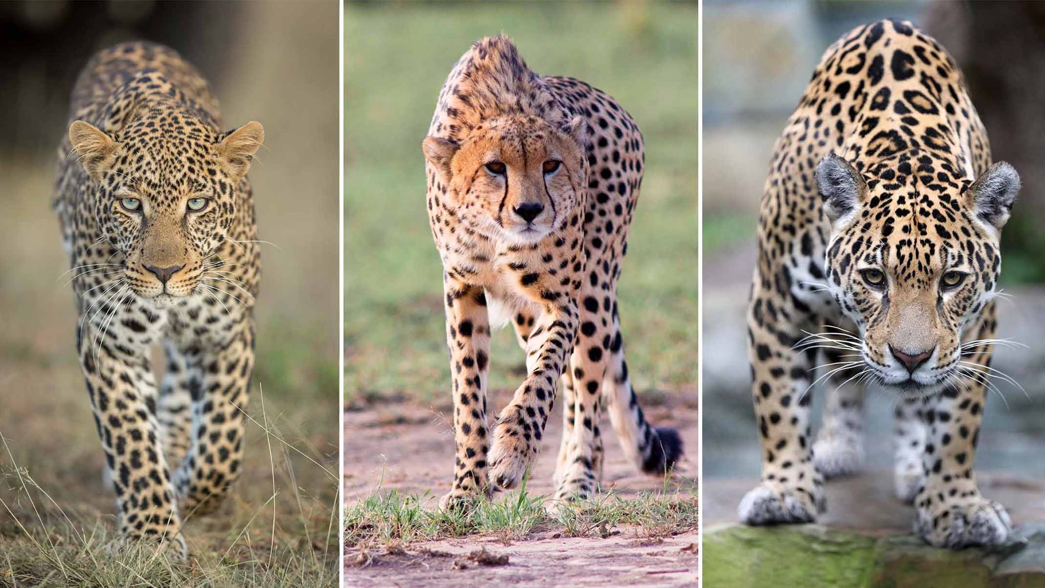 If a jaguar, a cheetah, and a leopard would race each other, who