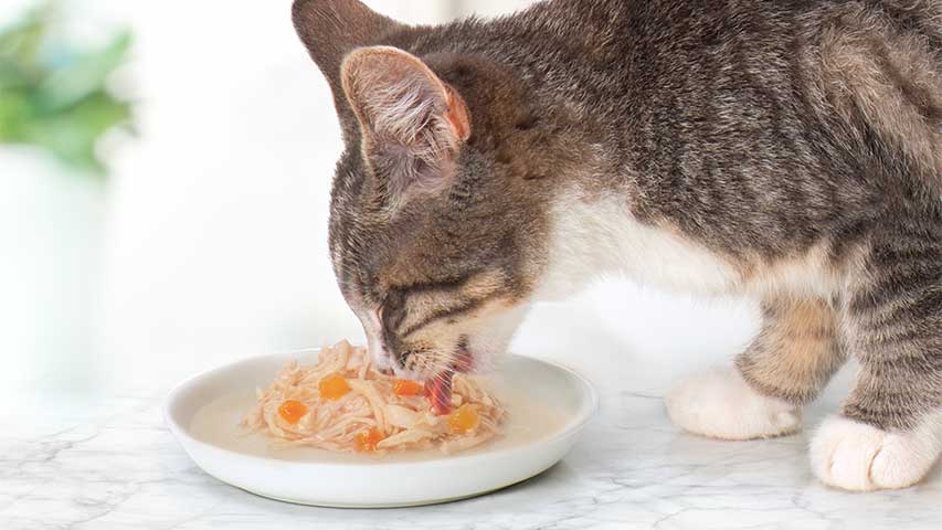 Hydrating supplementary wet food in jelly