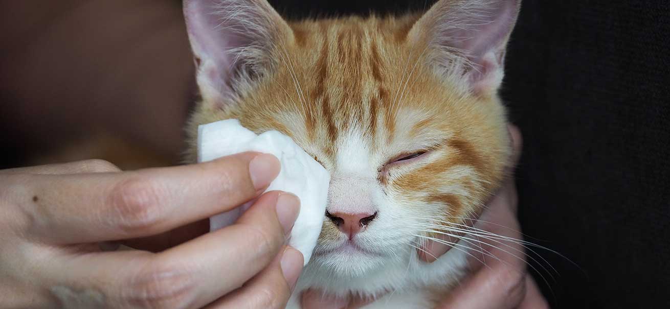 Cleaning Eyes Cat 