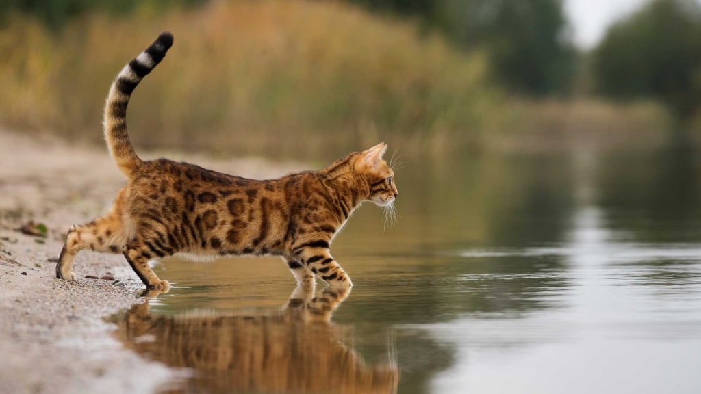 10+ cat breeds that love water