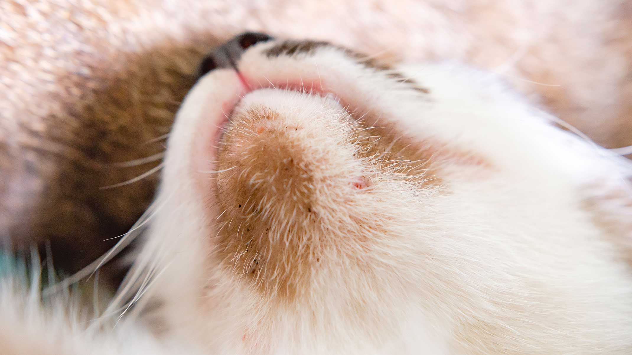 What Is Feline Acne And How To Prevent It Catit