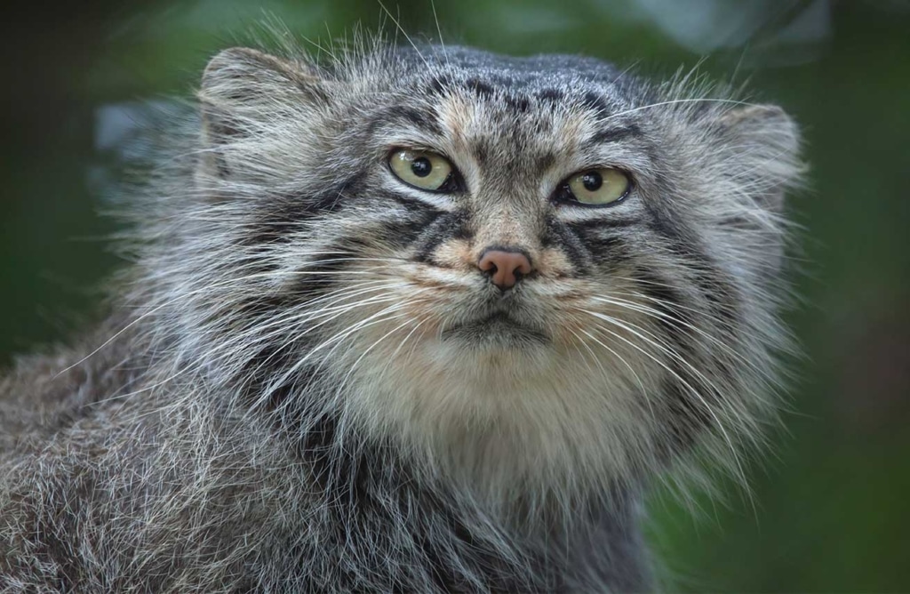 All you ever wanted to know about the Pallas’s cat - Catit