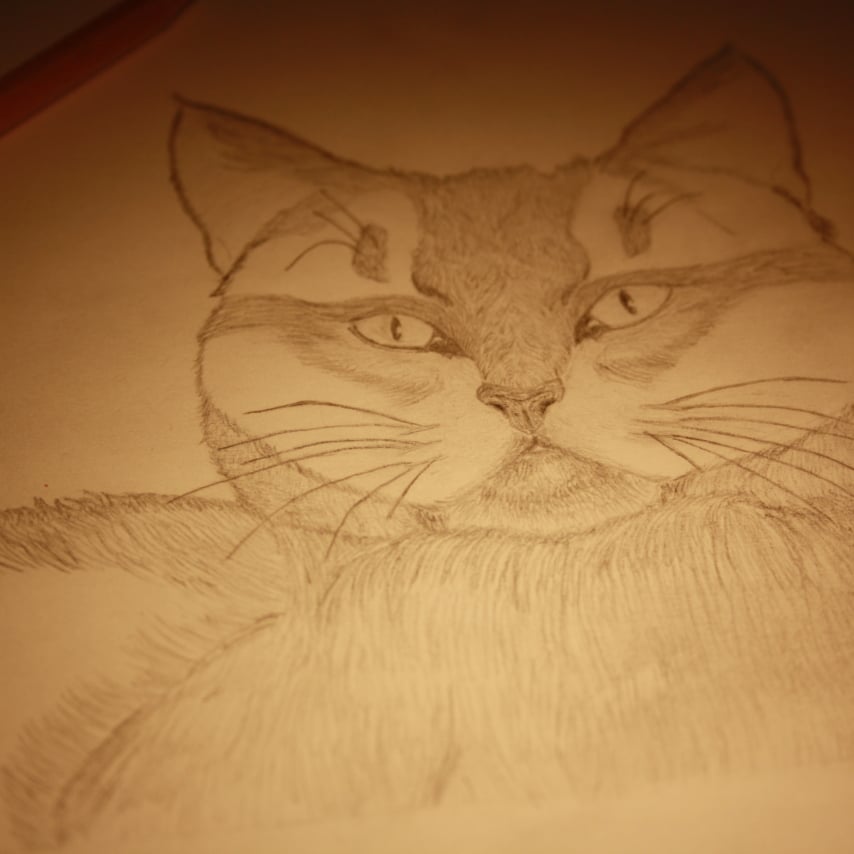 Cat art entry