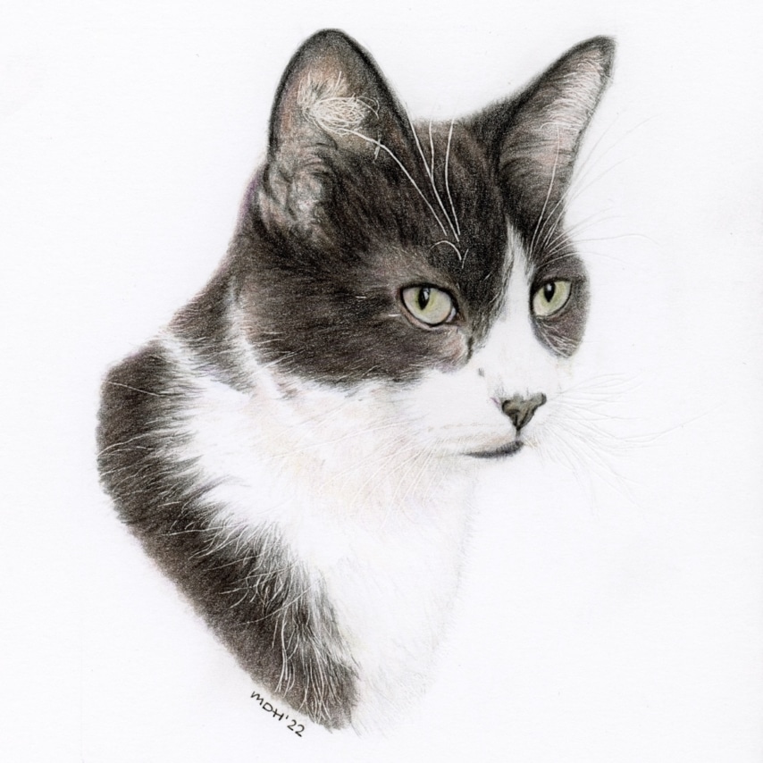 Cat art entry