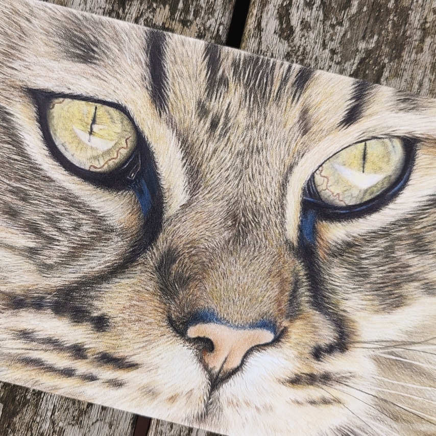 Cat art entry