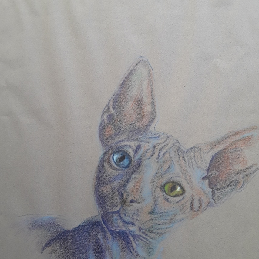 Cat art entry