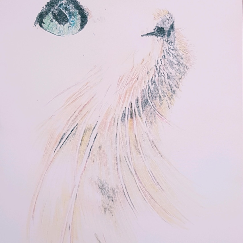 Cat art entry