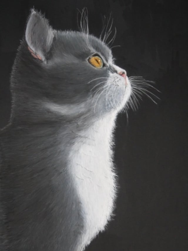 Cat art entry