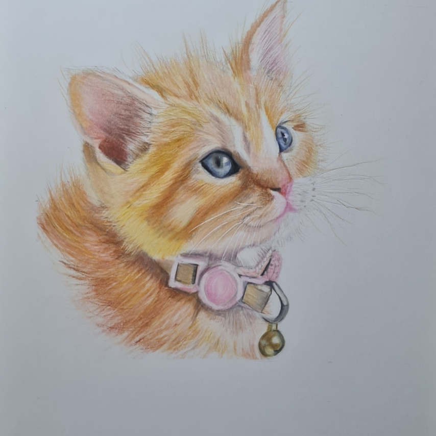 Cat art entry