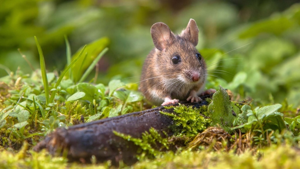 4 reasons why mice are amazing!