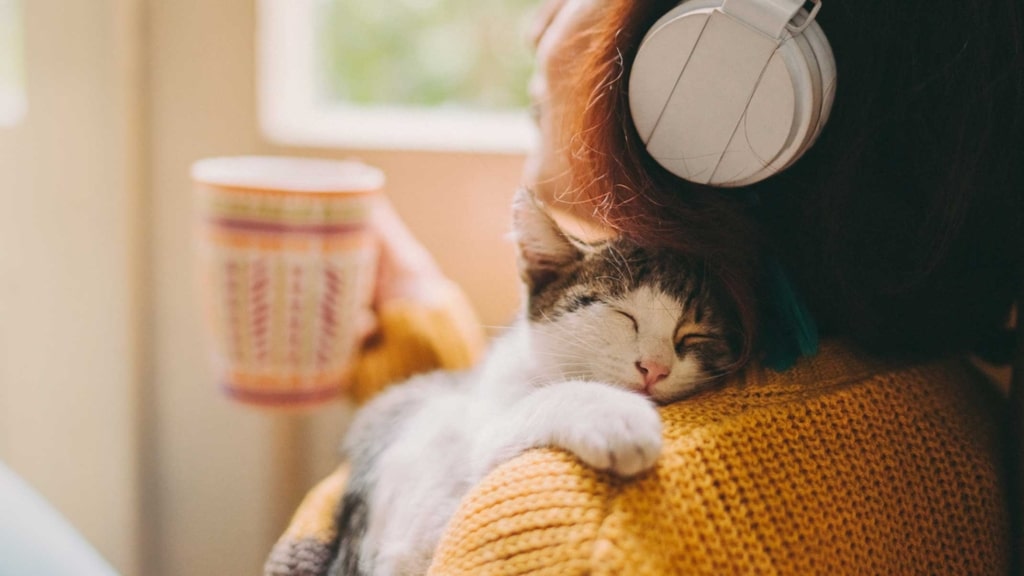 Listen to the best songs about cats!
