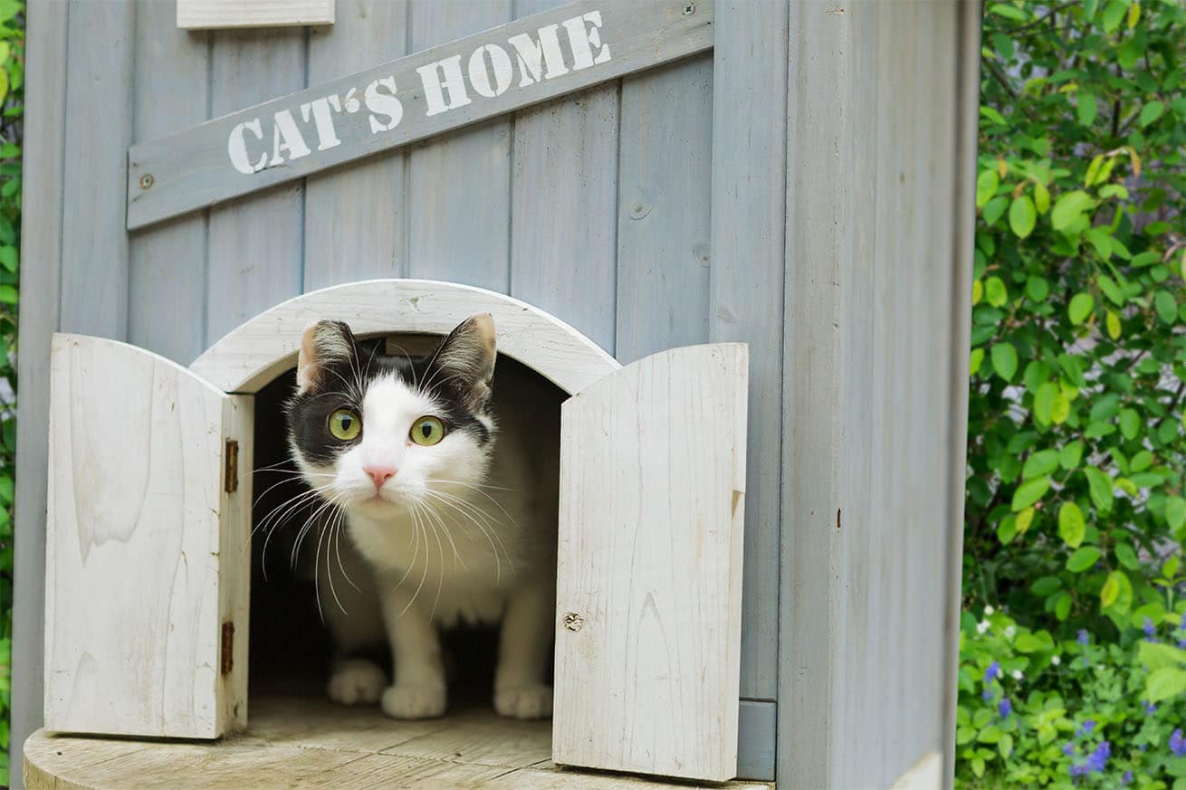 Cat shelter