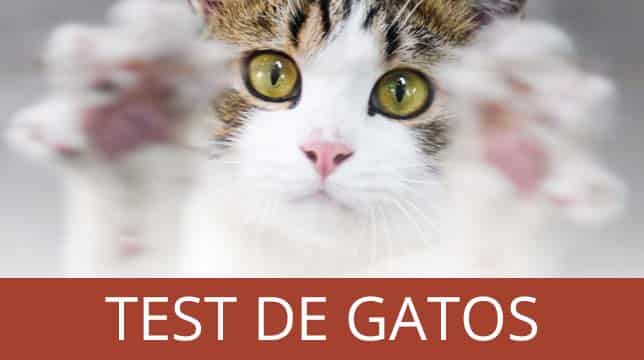 Botones  - Gato test