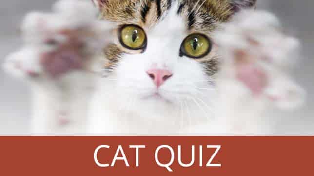 Button - Cat Quiz