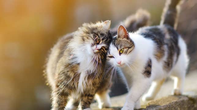Pulsante - Comportamento dei gatti