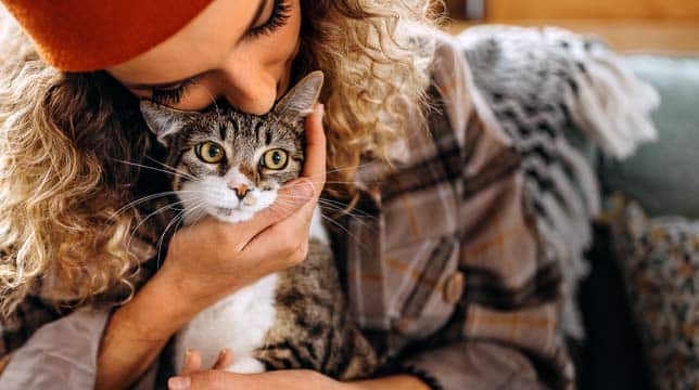 Pulsante - Aiuta i gatti bisognosi