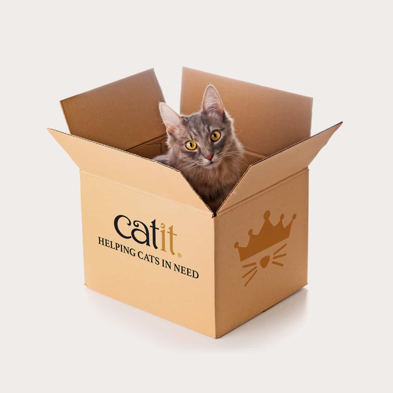 Gatto in scatola