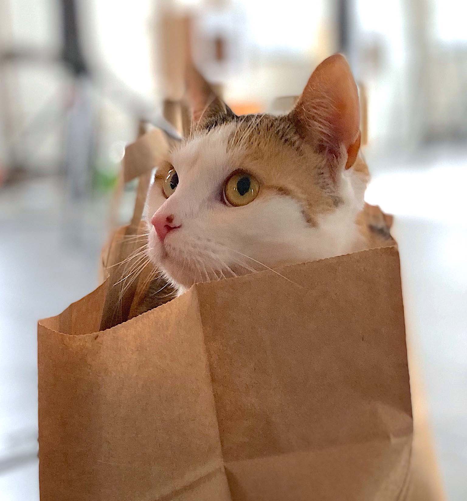Pixi w papierowej torbie