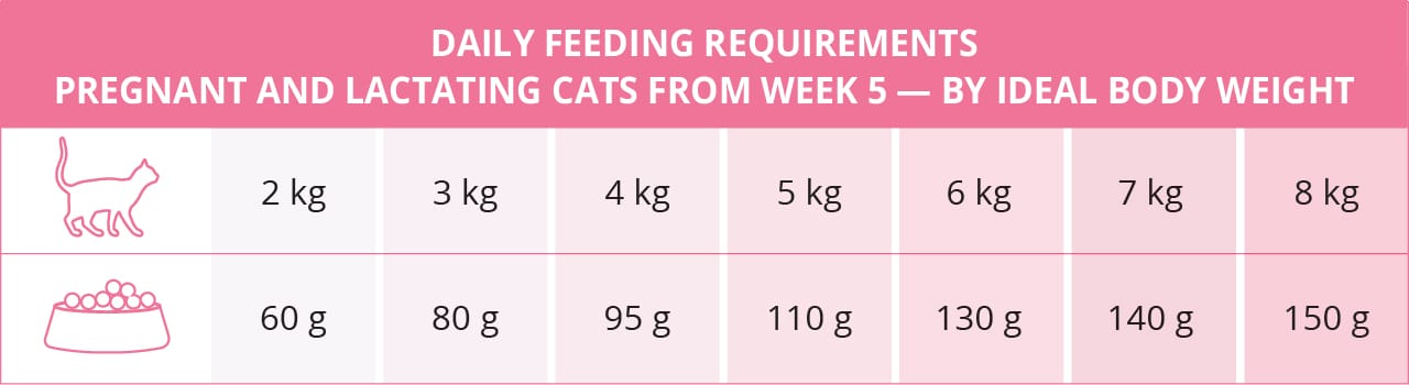 Daily feeding requirements for pregnant and lactating cats from 5 weeks - By ideal body weight