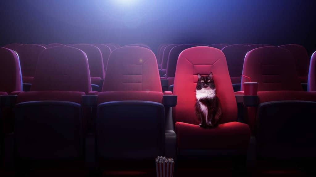 Must-see movies about cats