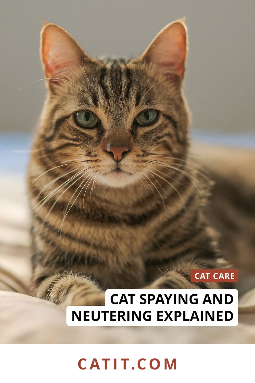 Fact vs fiction: cat spaying and neutering explained. - Catit