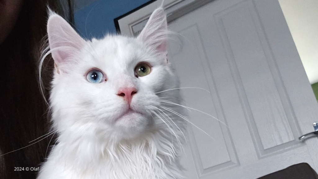 Heterochromia: cats with different colored eyes