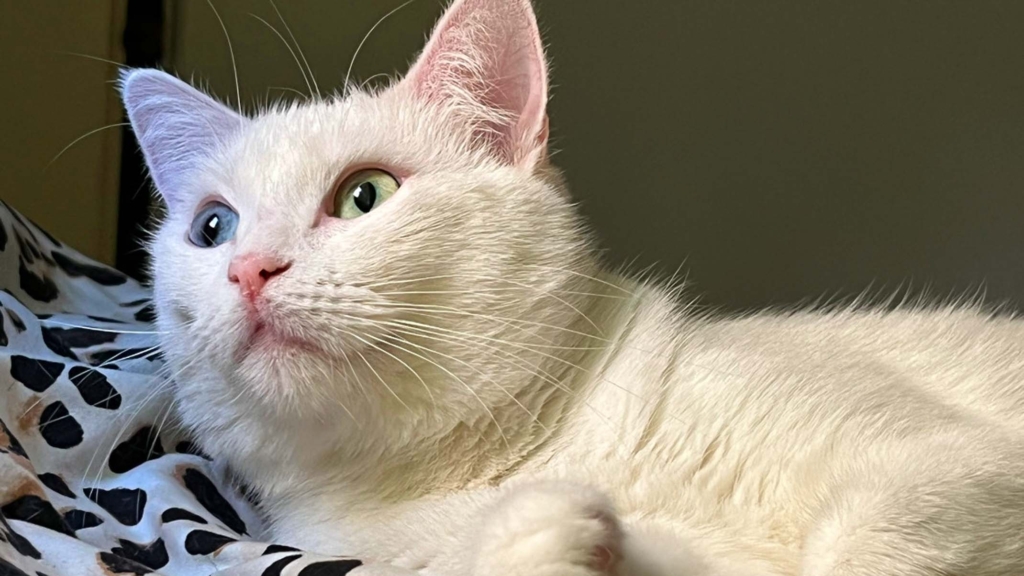 Meet Serafina, the odd-eyed cat that lost her vision