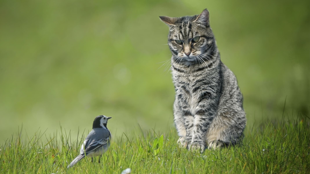 Proste rozwiązania zapobiegające łapaniu ptaków przez kota