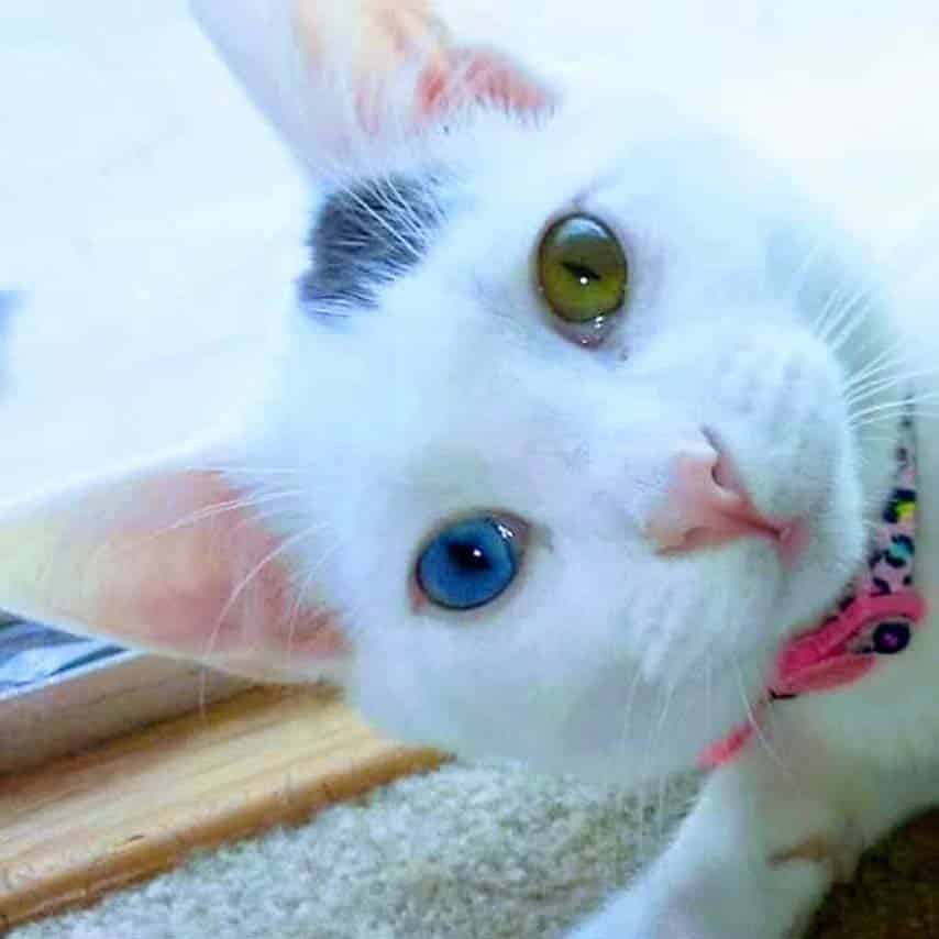 Heterochromia - Soapy Kitty
