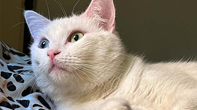 Knopfe - Katzen mit besonderen Augen