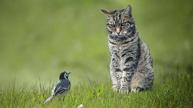Knopfe - Katze und Vogel
