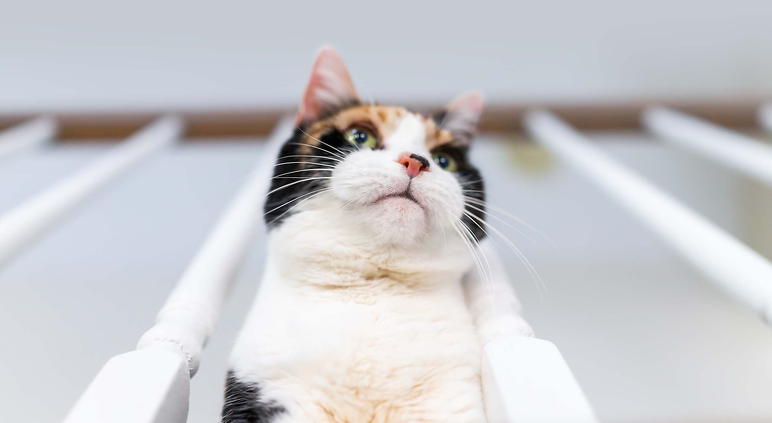 Come fanno i gatti a sopravvivere alle cadute da molto in alto?