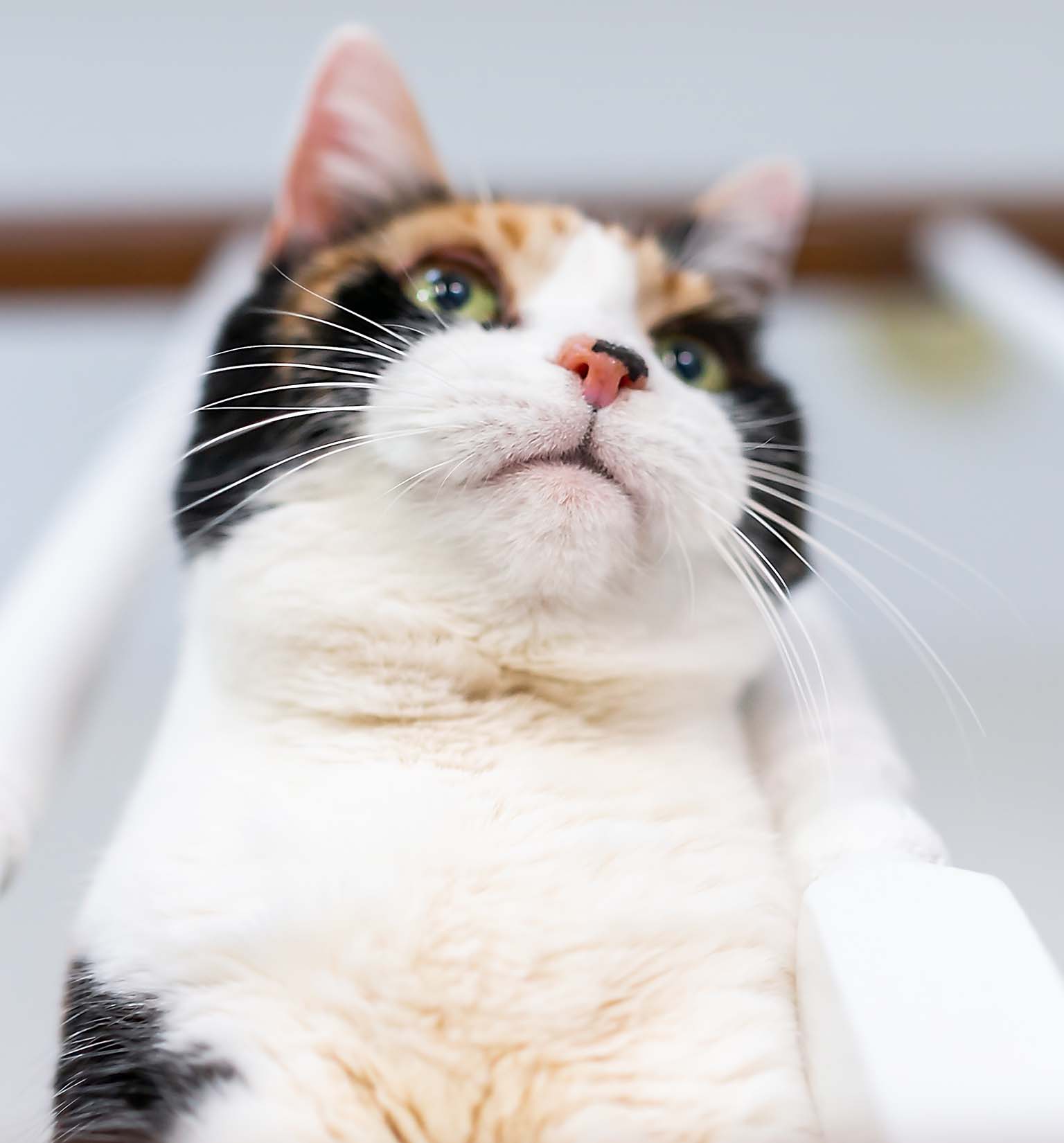 Come fanno i gatti a sopravvivere alle cadute da molto in alto?