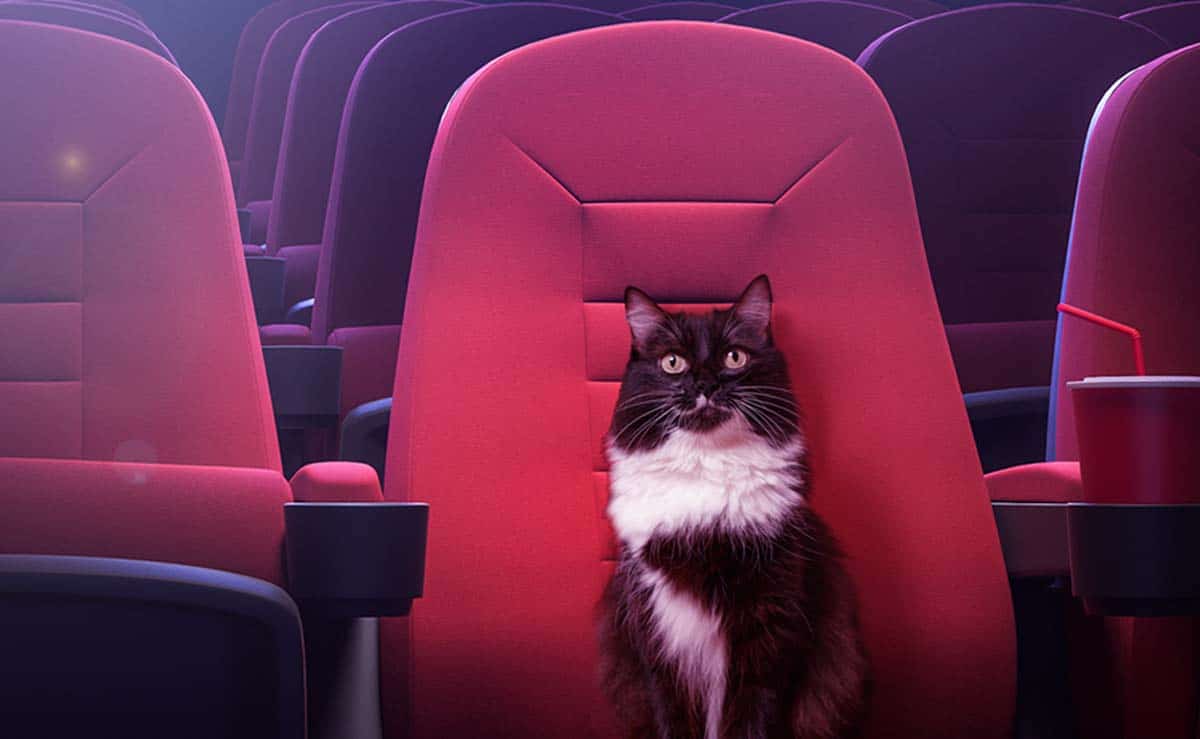10 najlepszych filmów o kotach